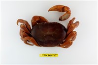 藏品(紫地蟹)的圖片